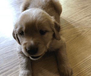 Blog 5 vrolijke hond