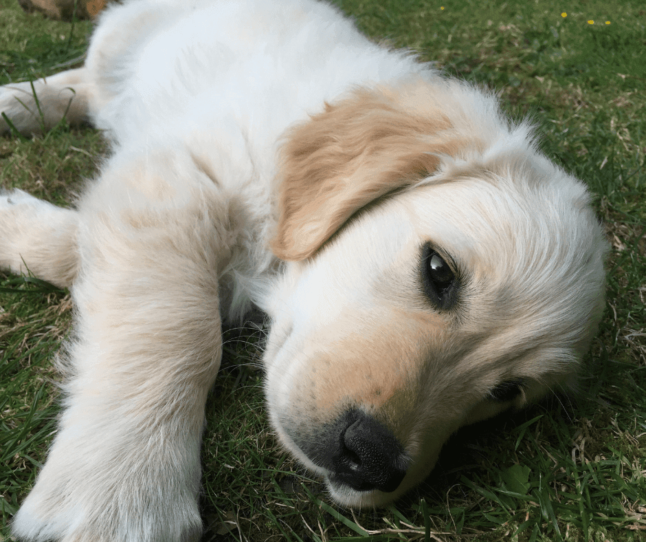 Maandelijkse Hondenverhaal: Lotte en haar vrolijke Golden Retriever Nova 2 vrolijke hond