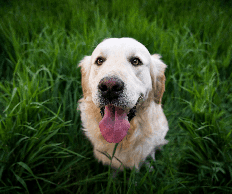 Maandelijkse Hondenverhaal: Lotte en haar vrolijke Golden Retriever Nova 3 vrolijke hond