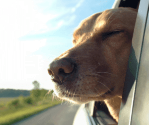 Blog 7 Hondenvakantie