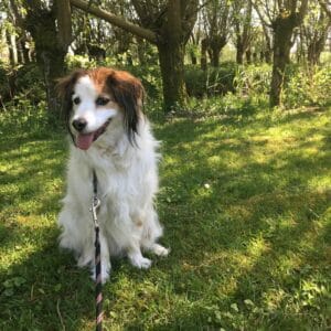 Blog 8 Kooikerhondje Leto
