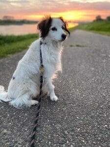 Maandelijkse Hondenverhaal: Kooikerhondje Leto 3 WhatsApp Image 2024 07 05 at 12.01.43 1
