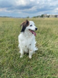 Maandelijkse Hondenverhaal: Kooikerhondje Leto 2 Kooikerhondje Leto