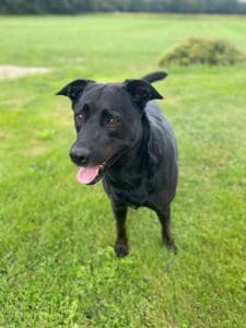 Blog 3 Labrador Retriever Rokko