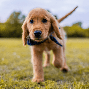 Blog 4 Puppywereld