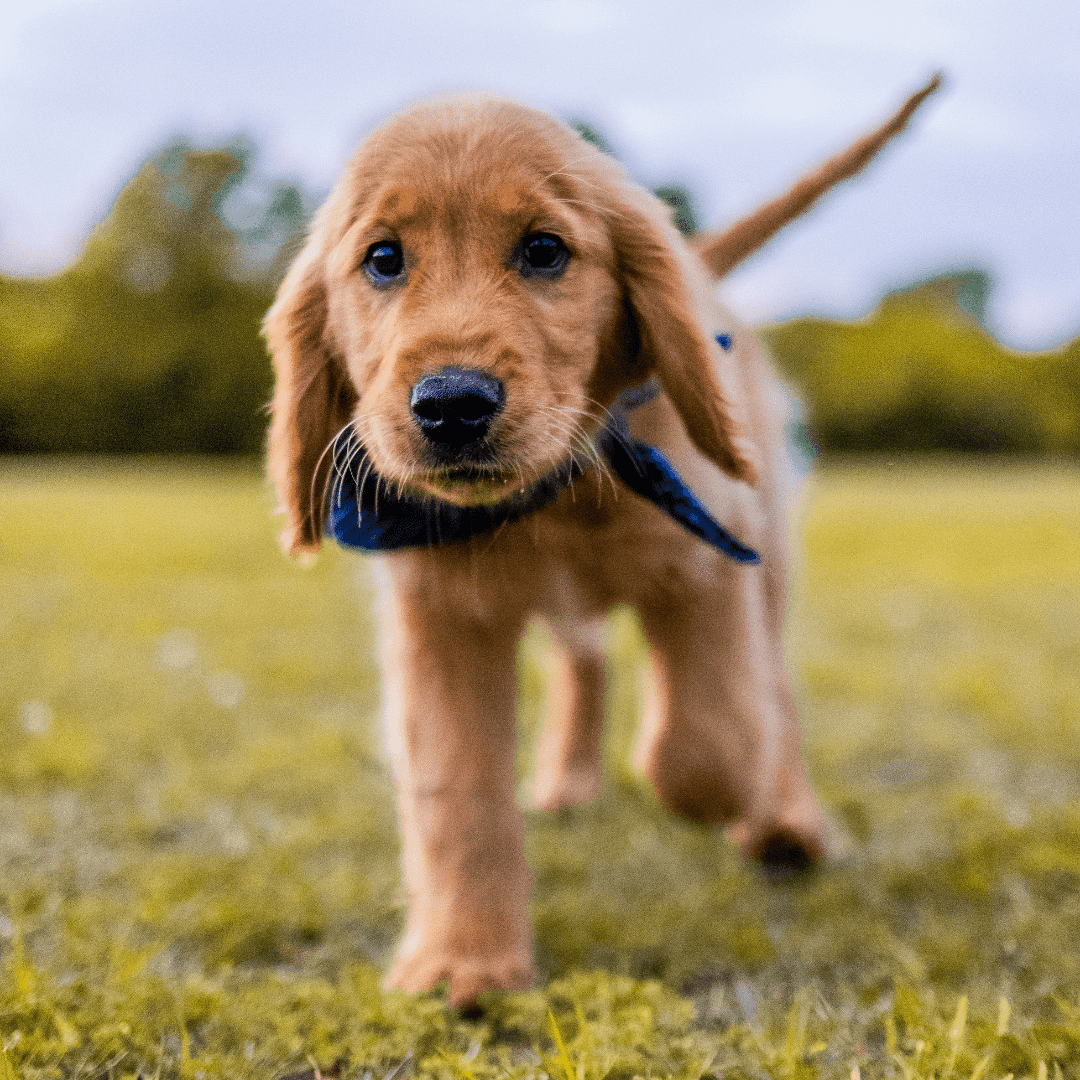 Welkom in de puppywereld: de eerste 72 uur met je nieuwe pup 1 Puppywereld