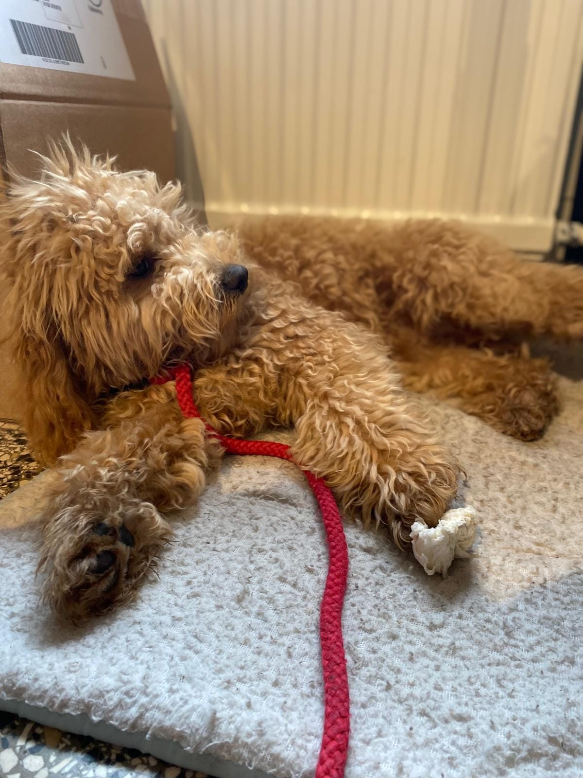 Maandelijkse Hondenverhaal: Sarah en haar jonge Max, de ondeugende Maltezer Poedel 1 Poedel